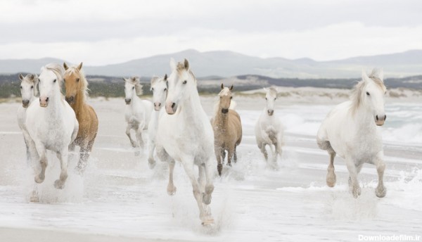 گالری عکس اسب های شگفت انگیز و زیبا تصاویر اسب های جذاب (5)