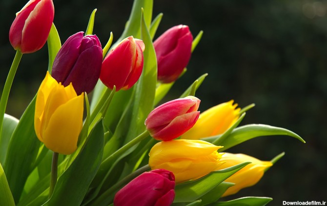 تصاوير گل هاي لاله- باغ لاله