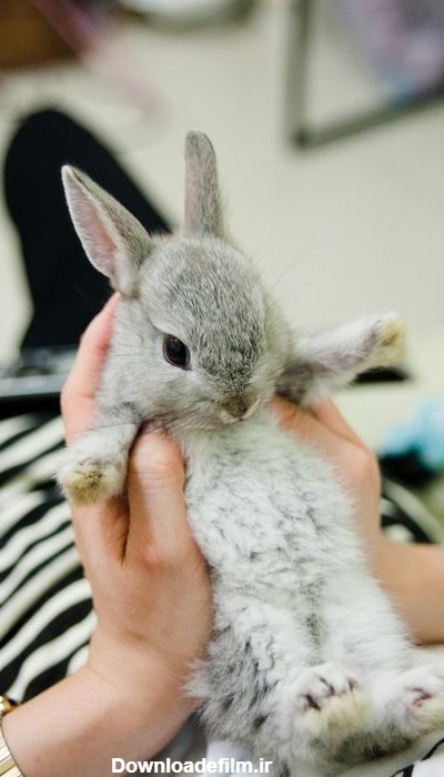 عکس خرگوش های زیبا