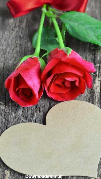 استوری گل رز اینستاگرام | عکس گل رز برای استوری با جملات زیبا