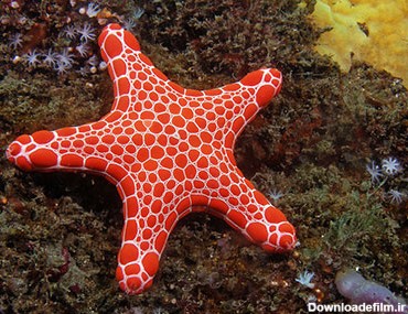 مشخصات، قیمت و خرید ستاره دریایی بیسکویتی - Biscuit Starfish