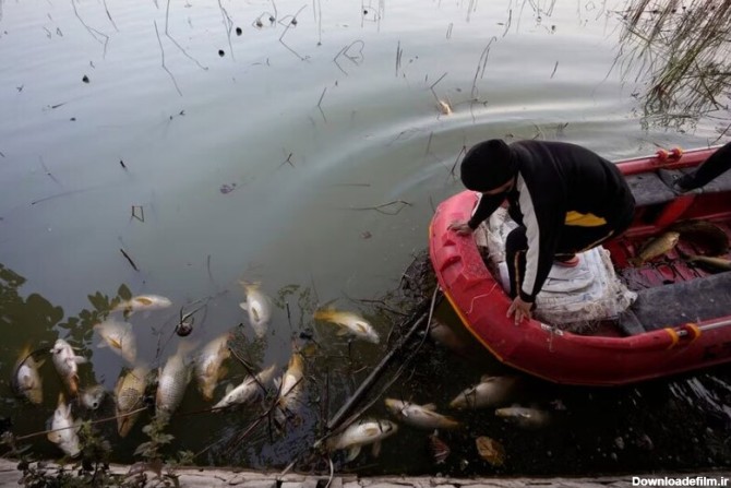 جمع کردن هزاران ماهی تلف شده از دریاچه مانسار در جامو هند