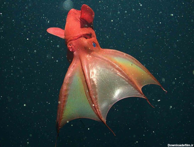 عکس ماهی مرکب فیلم