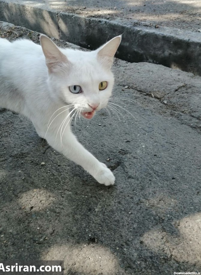 فرارو | (عکس) گربه وطنی با چشم تا به تا!