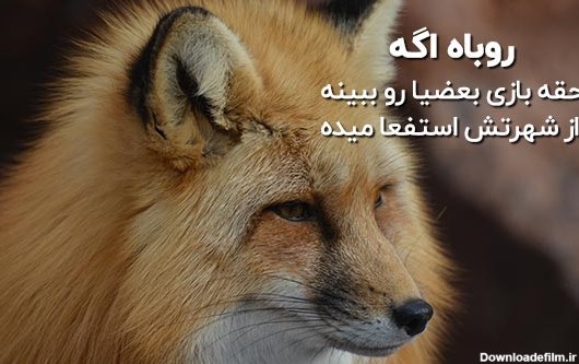 متن در مورد روباه | جملات سنگین و عکس نوشته درباره روباه
