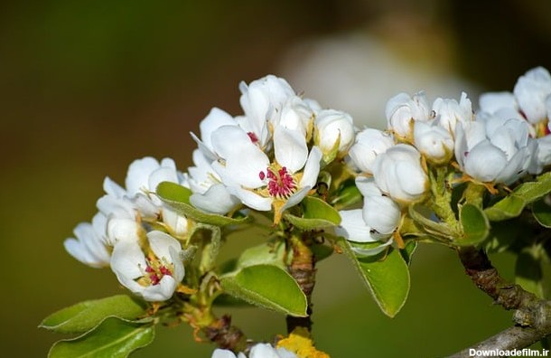 گل های گلابی گل های سفید توسط OffiDocs