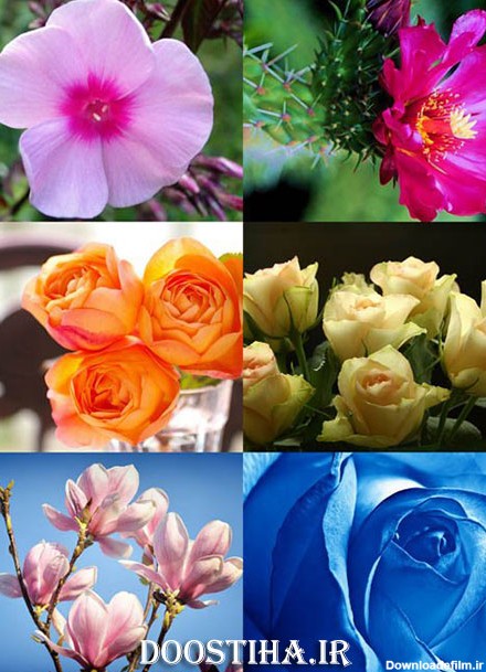 دانلود والپیپر با کیفیت از گل Beautiful Flowers Wallpapers Pack 4