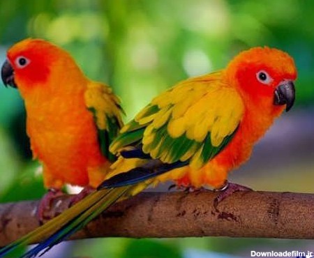 عکس پرنده های زیبا