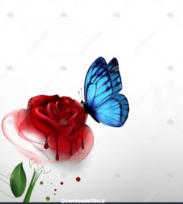 عکس گل رز و پروانه