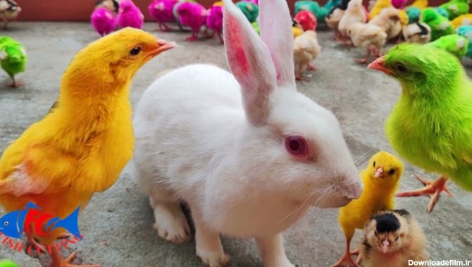 کلیپ حیوانات بامزه :: جوجه های رنگی و خرگوش