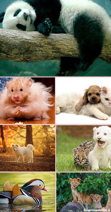 والپیپرهای زیبا از حیوانات Animals Wallpapers