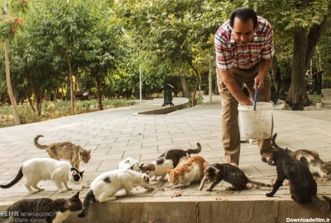 غذا دادن به گربه‌های خیابانی باعث افزایش موش‌ها شده است+فایل ...