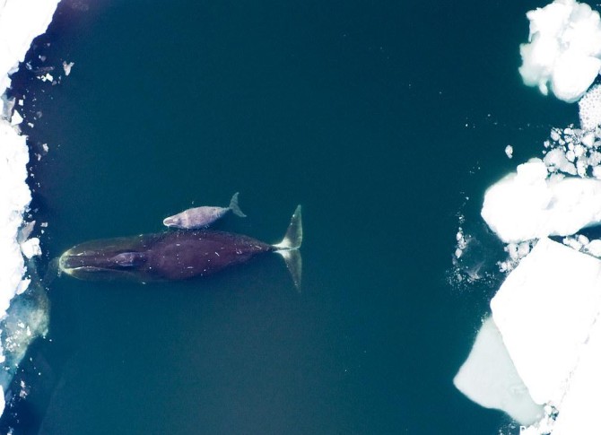 نهنگ مادر به همراه بچه اش در اقیانوس منجمد شمالی