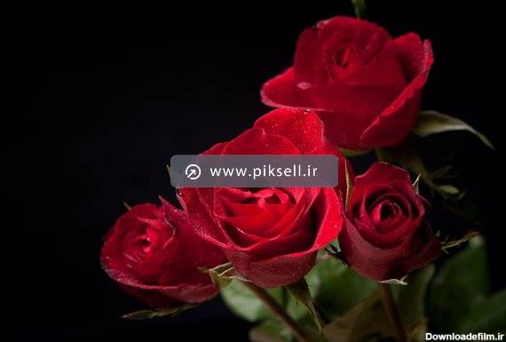 عکس با کیفیت از گل های رز ایرانی قرمز با پس زمینه سیاه