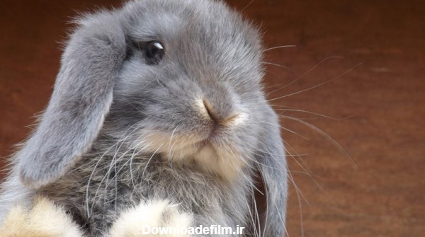 عکس خرگوش طوسی