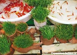 عرضه ماهی قرمز و سبزه عید در بازار های شهرداری مشهد