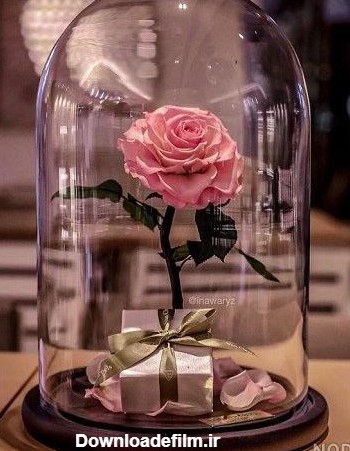 عکس گل رز داخل شیشه - عکس نودی
