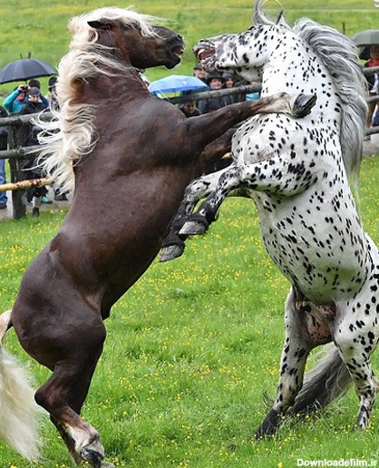 عکس وحشی ترین اسب دنیا