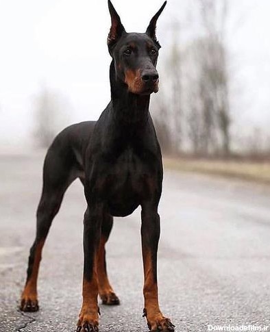 تصاویر مرتبط با فروش توله دوبرمن سگ گارد زیبا