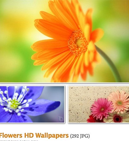 مجموعه 292 والپیپر زیبا با موضوع گل Flowers HD Wallpapers