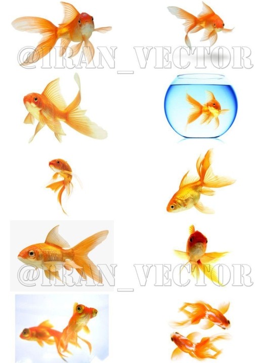 دانلود مجموعه عکسهای با کیفیت ماهی قرمز عید نوروز - 10 عکس