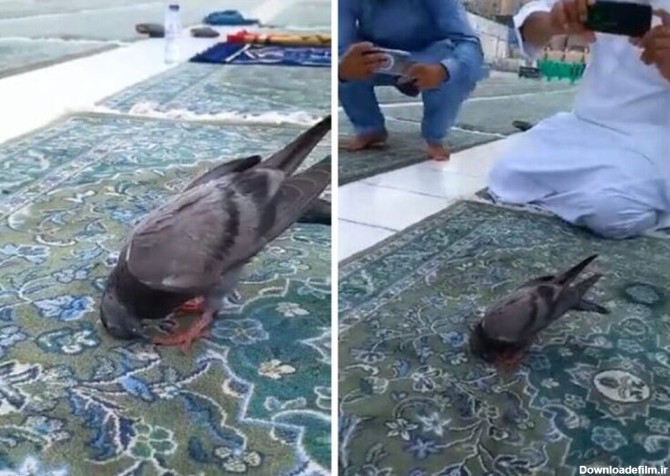 ببینید | ویدیوی باورنکردنی از سجده کردن یک کبوتر در مسجد