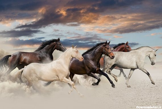 عکس با کیفیت از گله اسب های وحشی سیاه و سفید