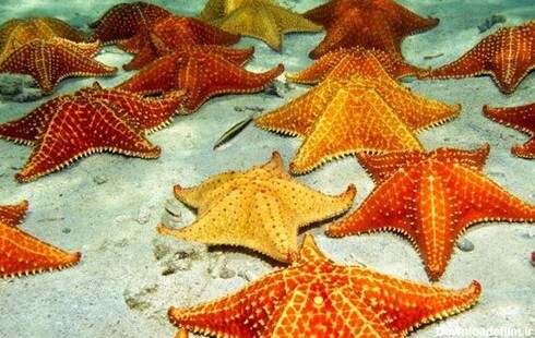 ببینید | ستاره های دریایی خلیج فارس چه ویژگی هایی دارند؟