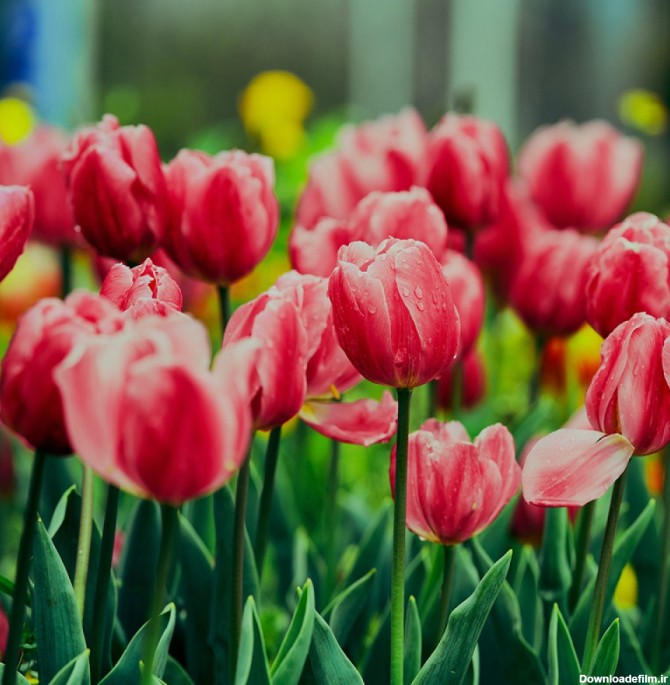 عکس 5k باغ گل های لاله صورتی با کیفیت بالا | image Pink Tulips ...