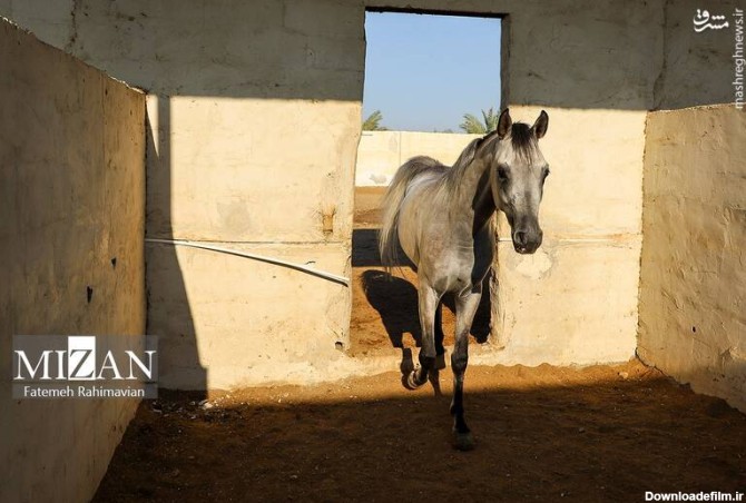 عکس اسب در ایران