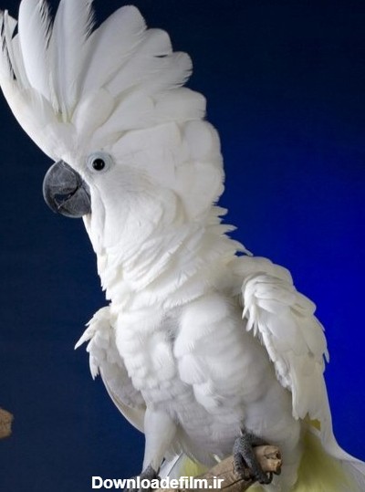 عکس شاه طوطی سفید