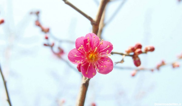 زیباترین گل های بهاری؛ ۱۵ گل خوش رنگ ‌و لعاب برای باغچه و گلدان - چطور