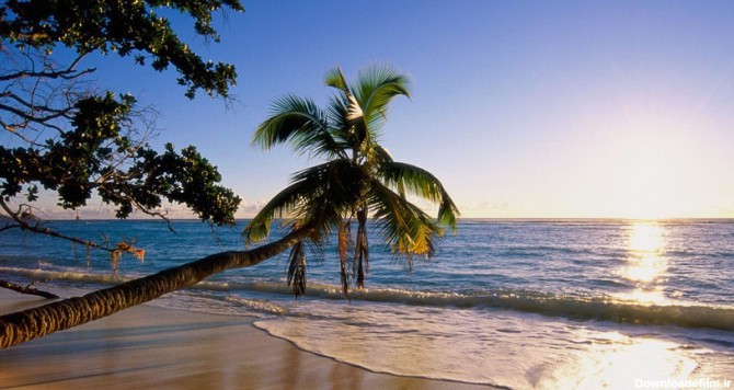 ساحل درختان نارگیل کیش؛ یکی از جذاب‌ترین سواحل جزیره جنوبی | مجله ...