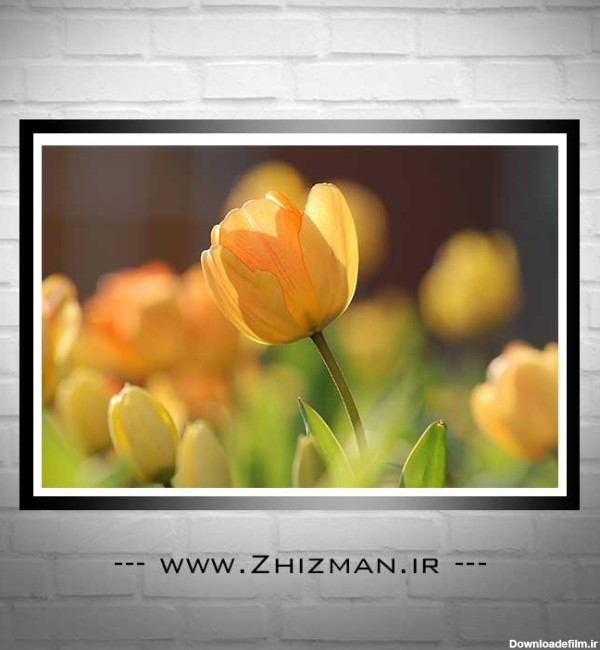 عکس با کیفیت گل لاله زرد - خدمات طراحی و چاپ ژیزمان | zhizman.ir