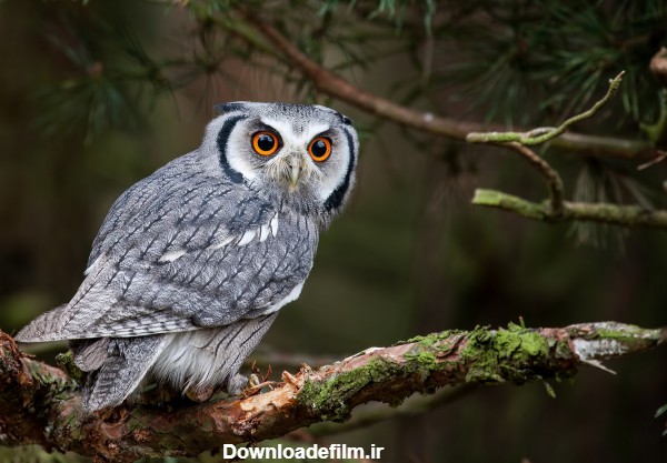 عکس پرنده جغد زیبا owl animal bird