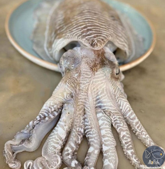 ماهی مرکب (خساک) – فروشگاه الوفیش