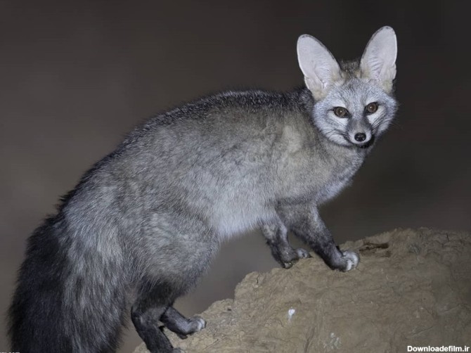 فرارو | (عکس) زیباترین روباه ایران
