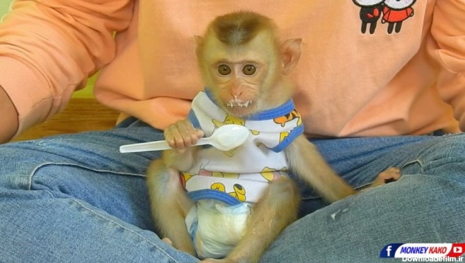 ماست خوردن بچه میمون بامزه