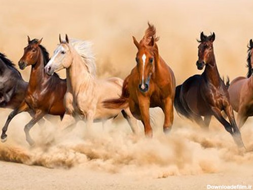 عکس با کیفیت از دویدن گله اسب وحشی در ماسه