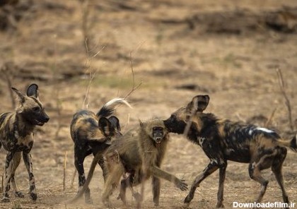 شکار بابون توسط سگ وحشی آفریقایی در زیمبابوه