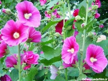 درمان سرماخوردگی با مصرف گیاه گل ختمی - ایمنا