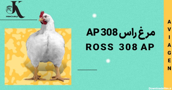 مرغ گوشتی راس 308 AP