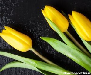 مسترطرح | دانلود عکس با کیفیت بک گراند بینظیر گل لاله زرد