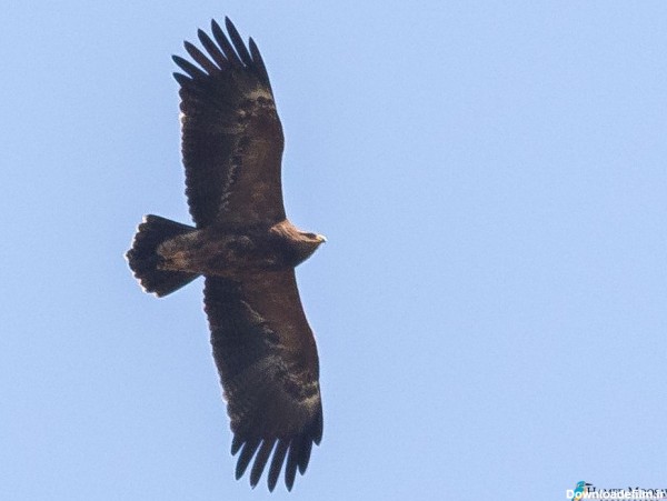 Lesser Spotted Eagle | باشگاه پرنده نگری ایرانیان
