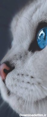 خرید تابلو حیوانات گربه چشم آبی + هدیه ویژه - مبین چاپ