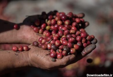 دانلود عکس ارگانیک دانه های قهوه توت قرمز در مزرعه
