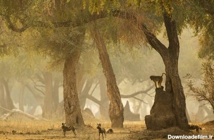 شکار بابون توسط سگ وحشی آفریقایی در زیمبابوه