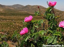 روستای لایزنگان از توابع استان فارس با بیش از ۵ هزار هکتار دشت‌های گل محمدی دارای بزرگ‌ترین گلستان‌های کشور به صورت کاملاً دیم و ارگانیک است
