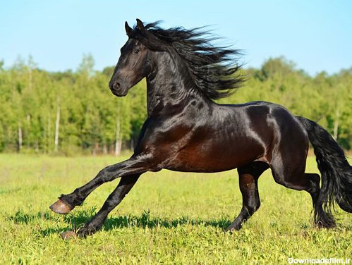 عکس با کیفیت از اسب مشکی با یال و دم بلند
