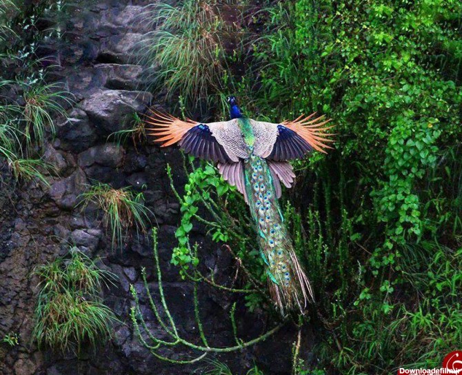 زیبا ترین طاووس جهان+تصاویر